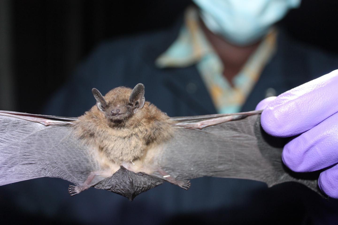 Tech allows researchers to hear like bats.