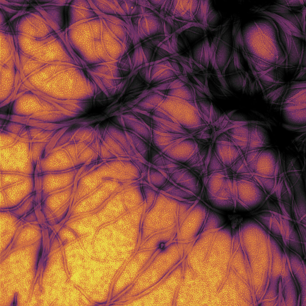 The division of labor even makes nerve cells more efficient
