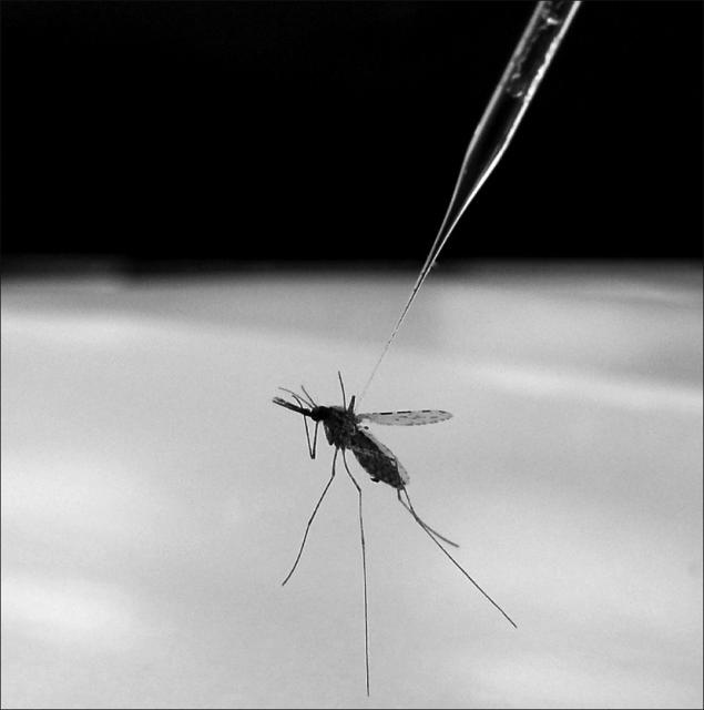 Rapid spread of Zika virus may be down to a mutation
