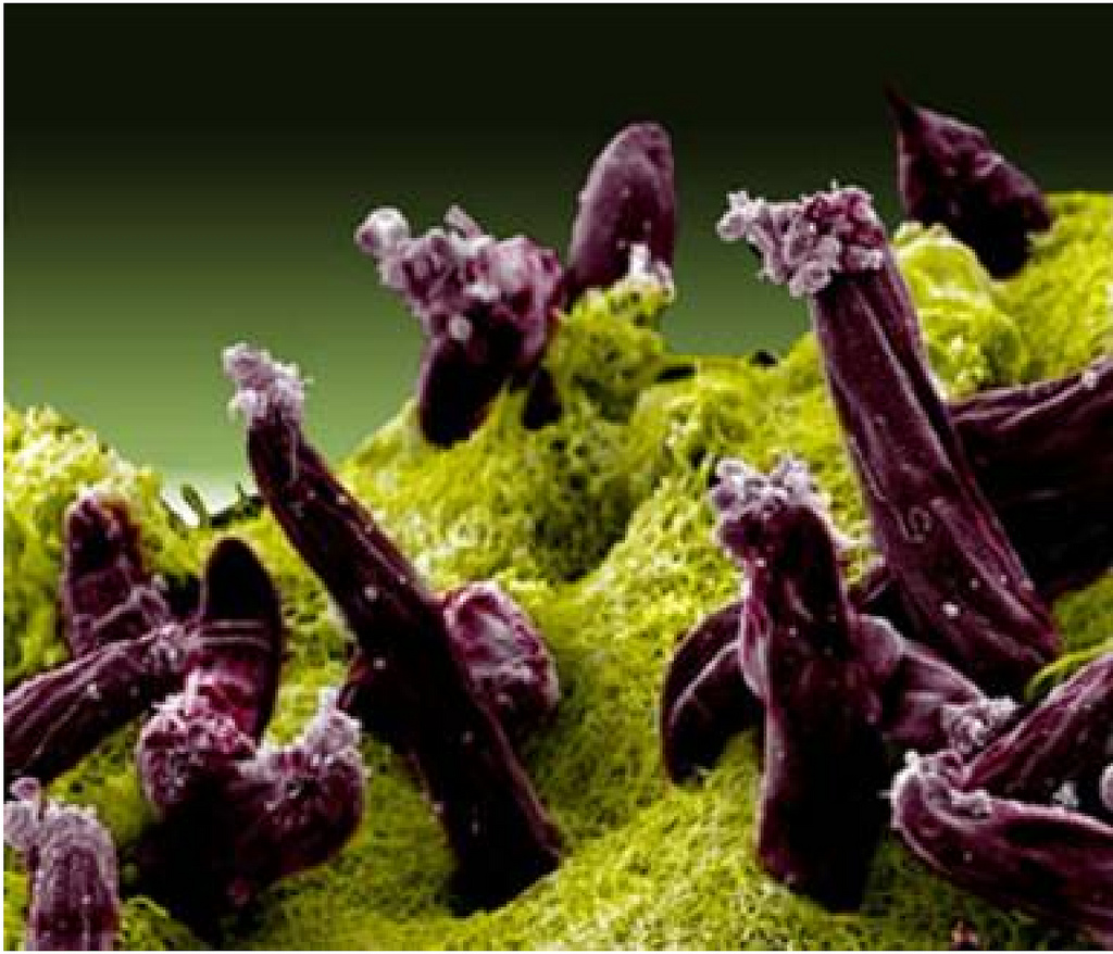 Scientists identify key protein that stops malaria parasite growth