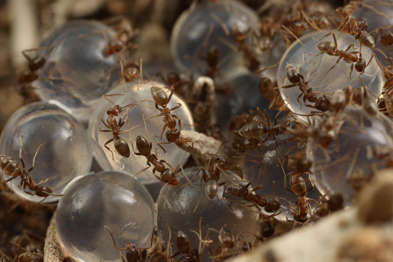 Fighting plagues of ants with seaweed works