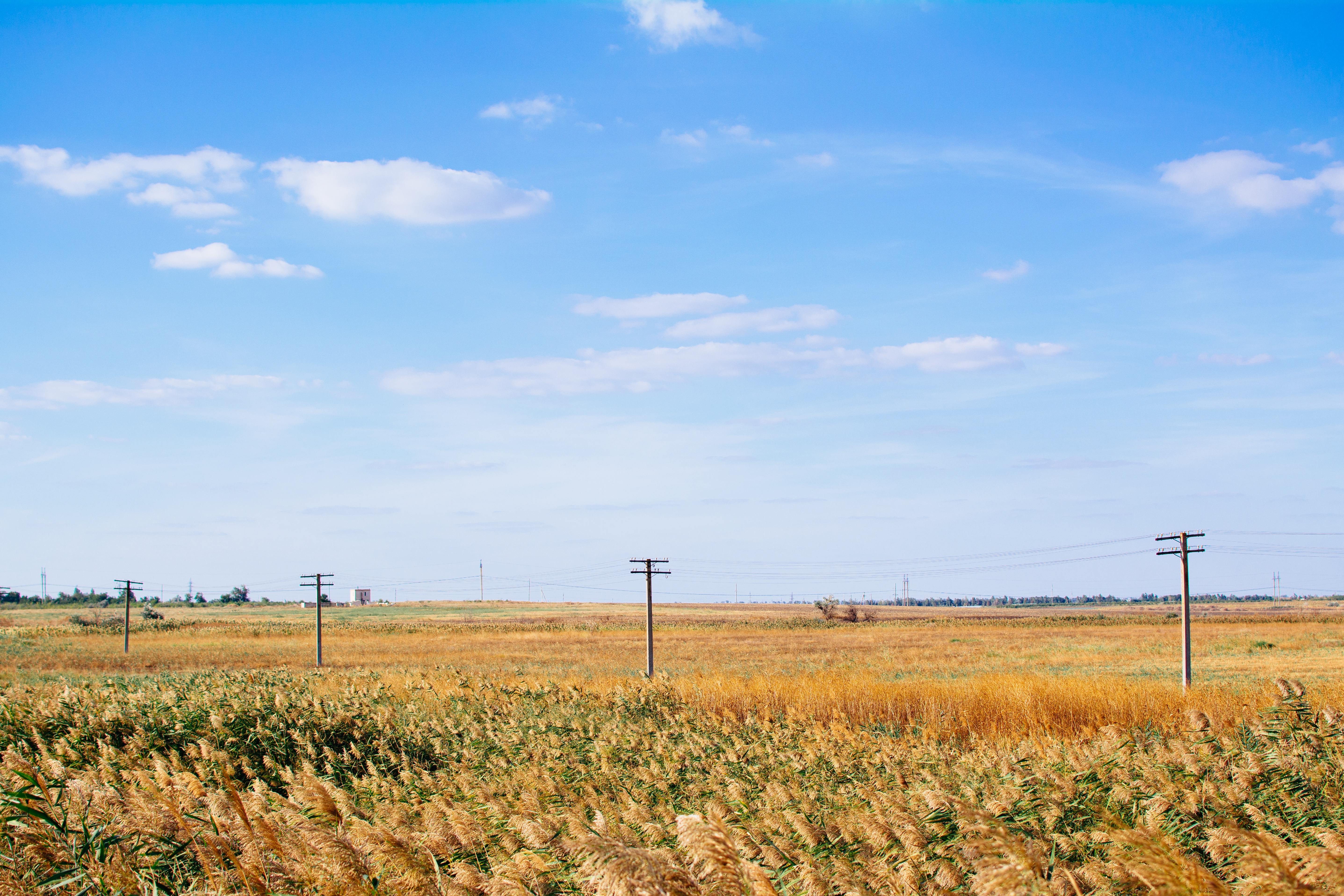 After 80 years, science may have figured out the genetics of vernalization