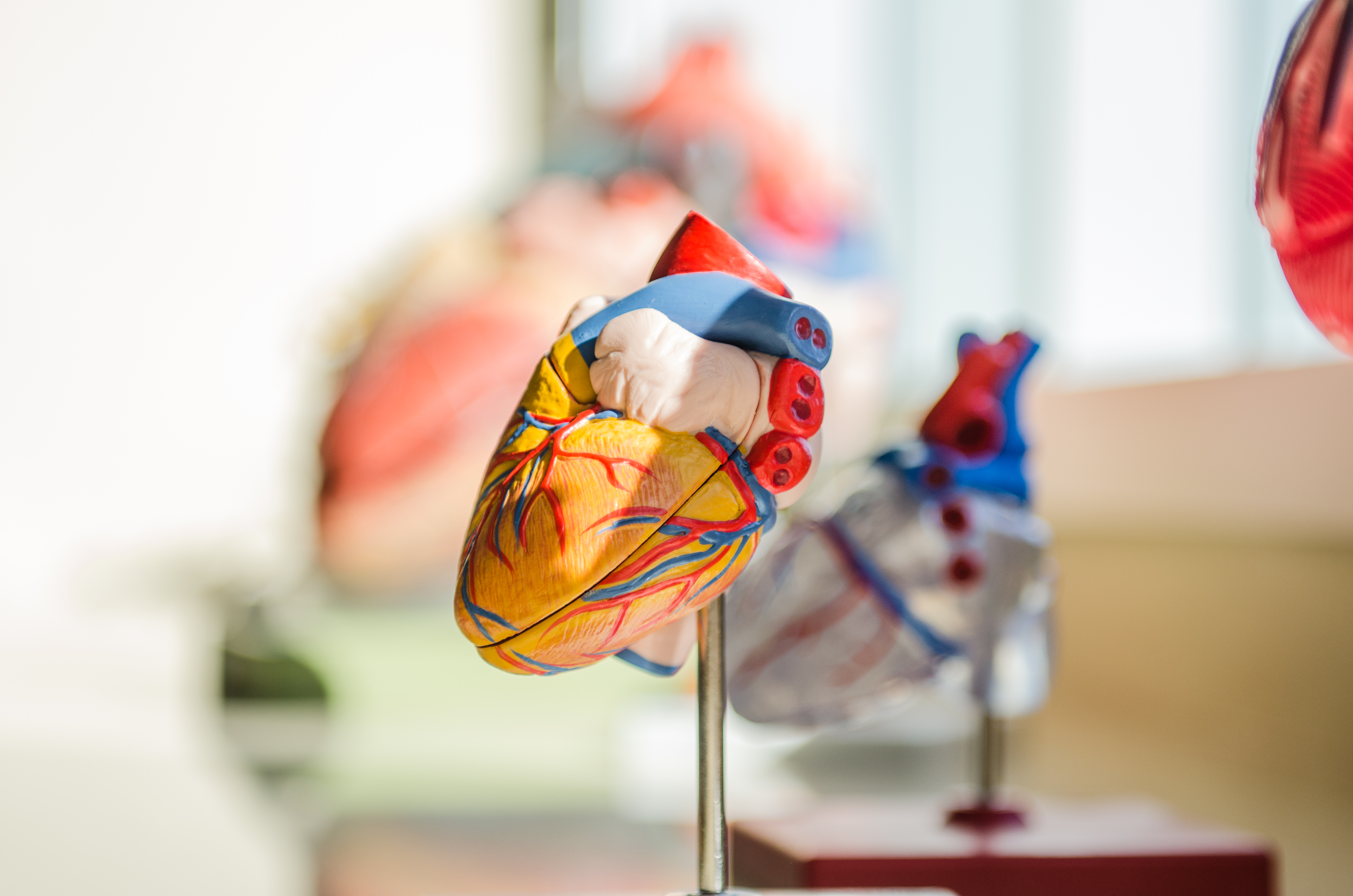 A kinder, gentler artificial heart