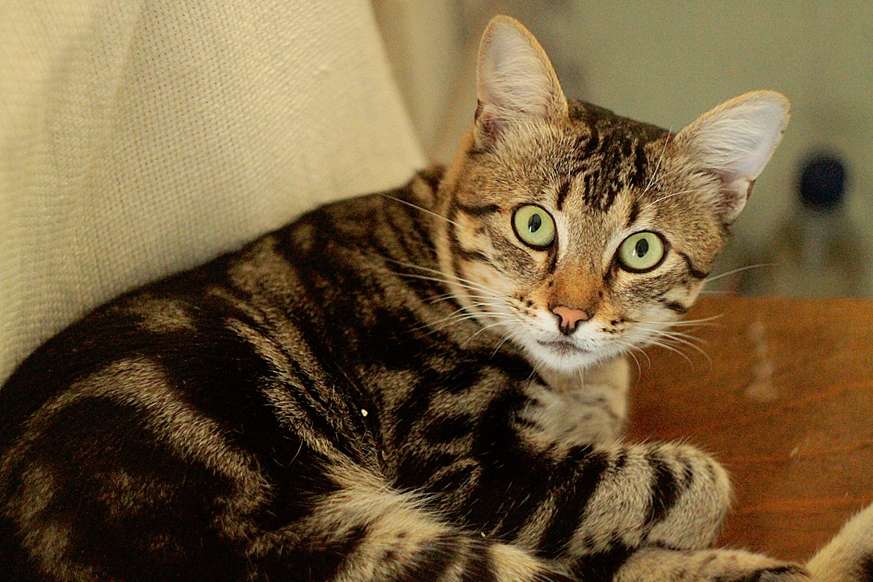 The wrong kind of biodiversity?