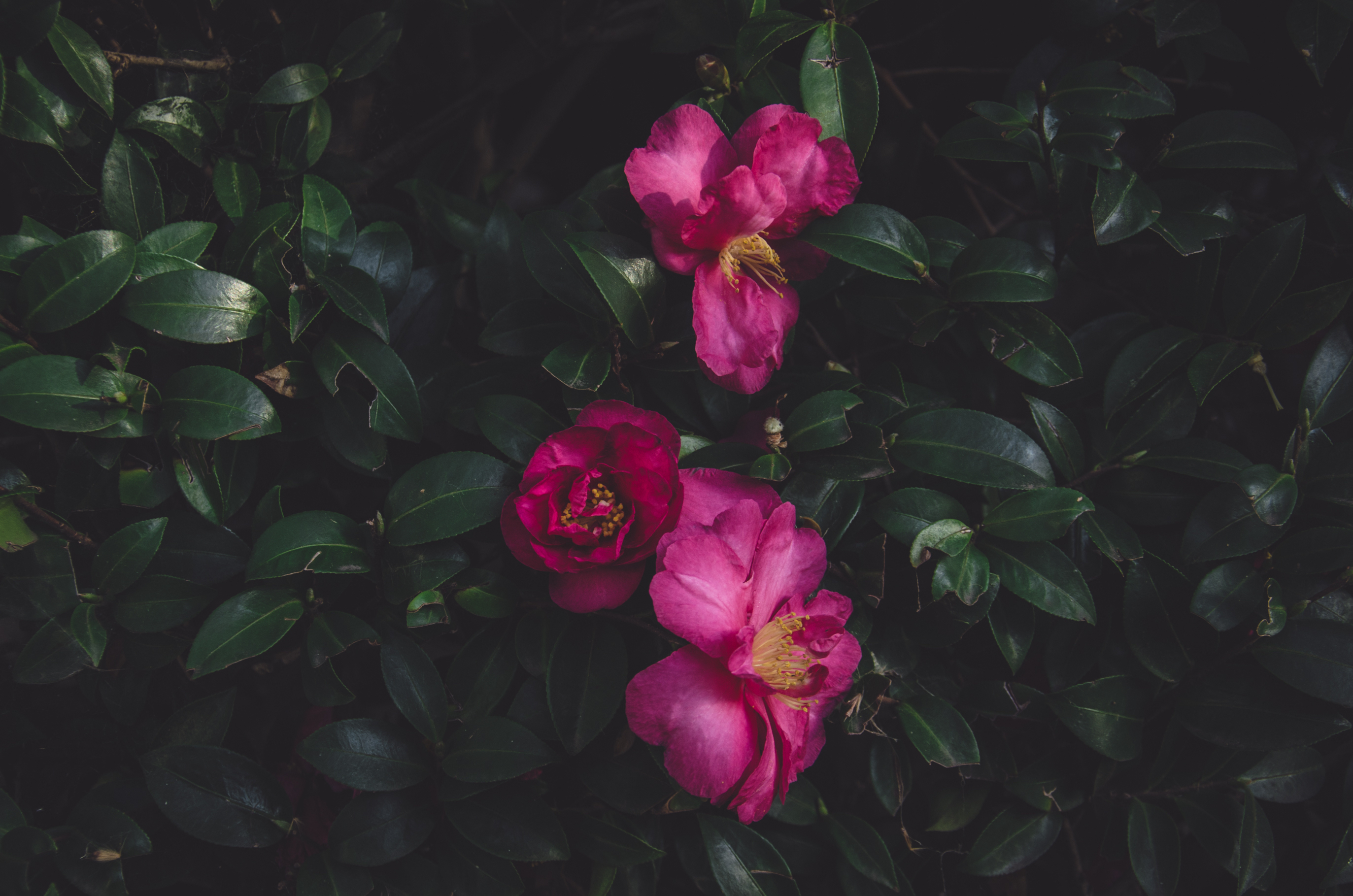 Researchers speculate plant cells may know where they are during development