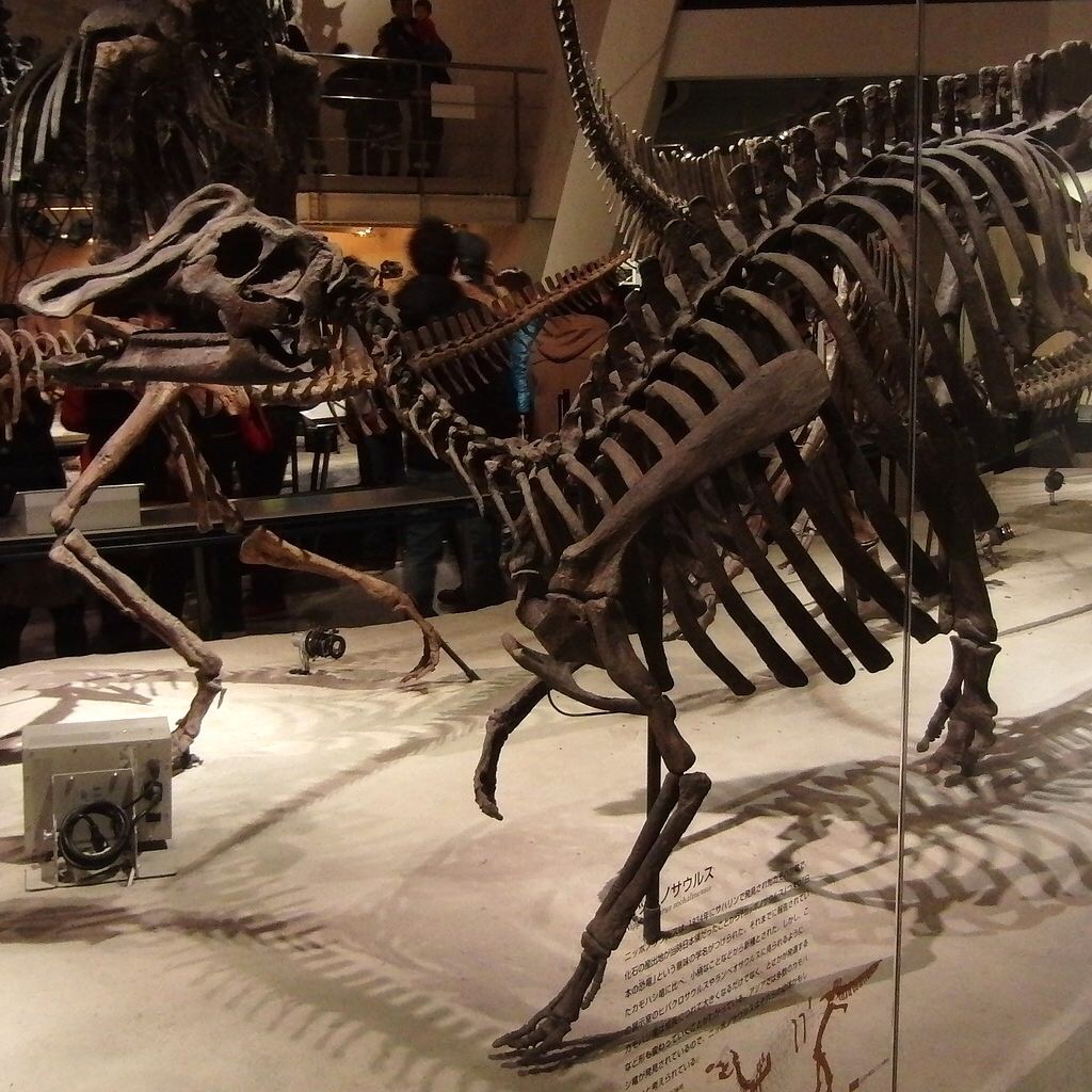 Final verdict: Nipponosaurus was real