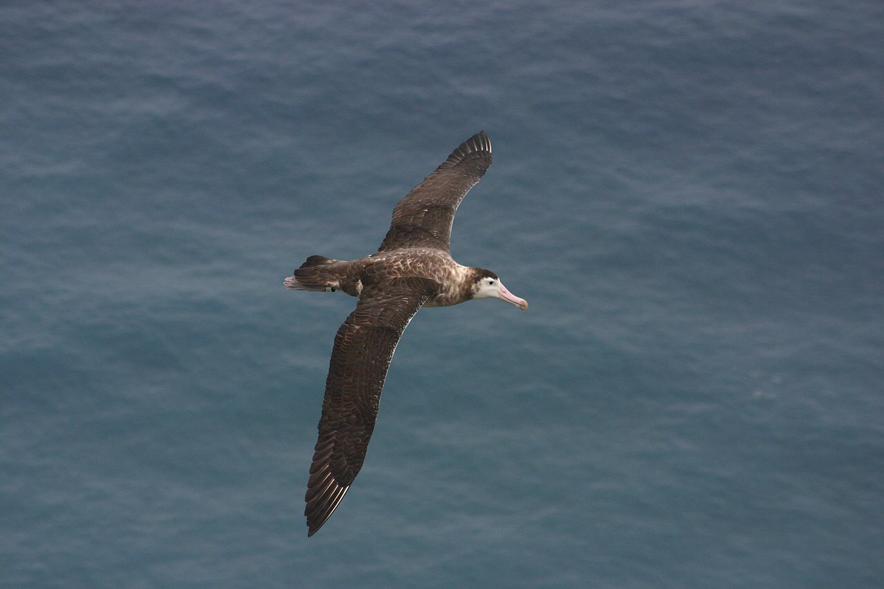 Scientists put GPS on albatross, seems they like ships