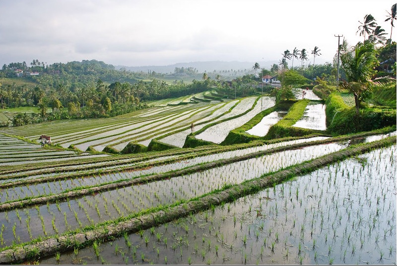 Bali’s rice terraces, fractals, and incredible instincts