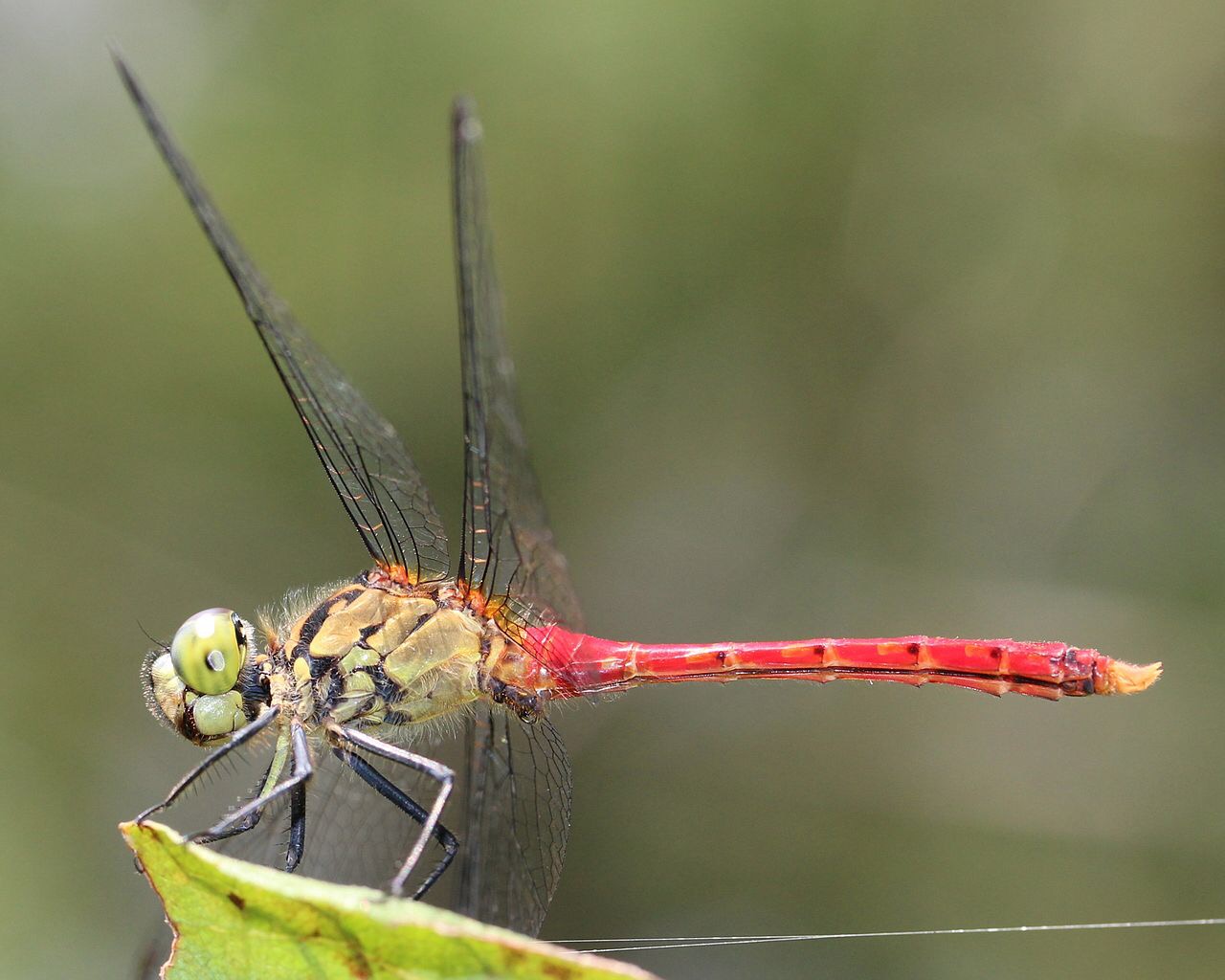 Biodiversity through the eyes of a dragonfly