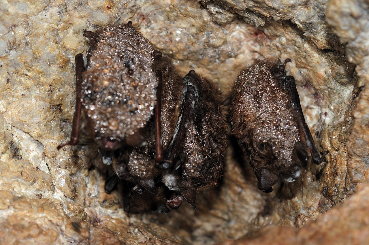 Temperature sensing cameras provide clues to White Nose Syndrome