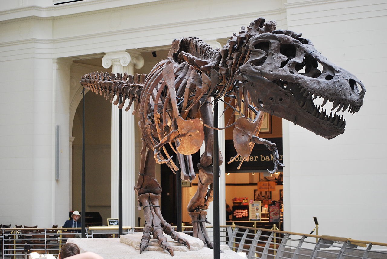 DIY imaging for prized T. Rex skull
