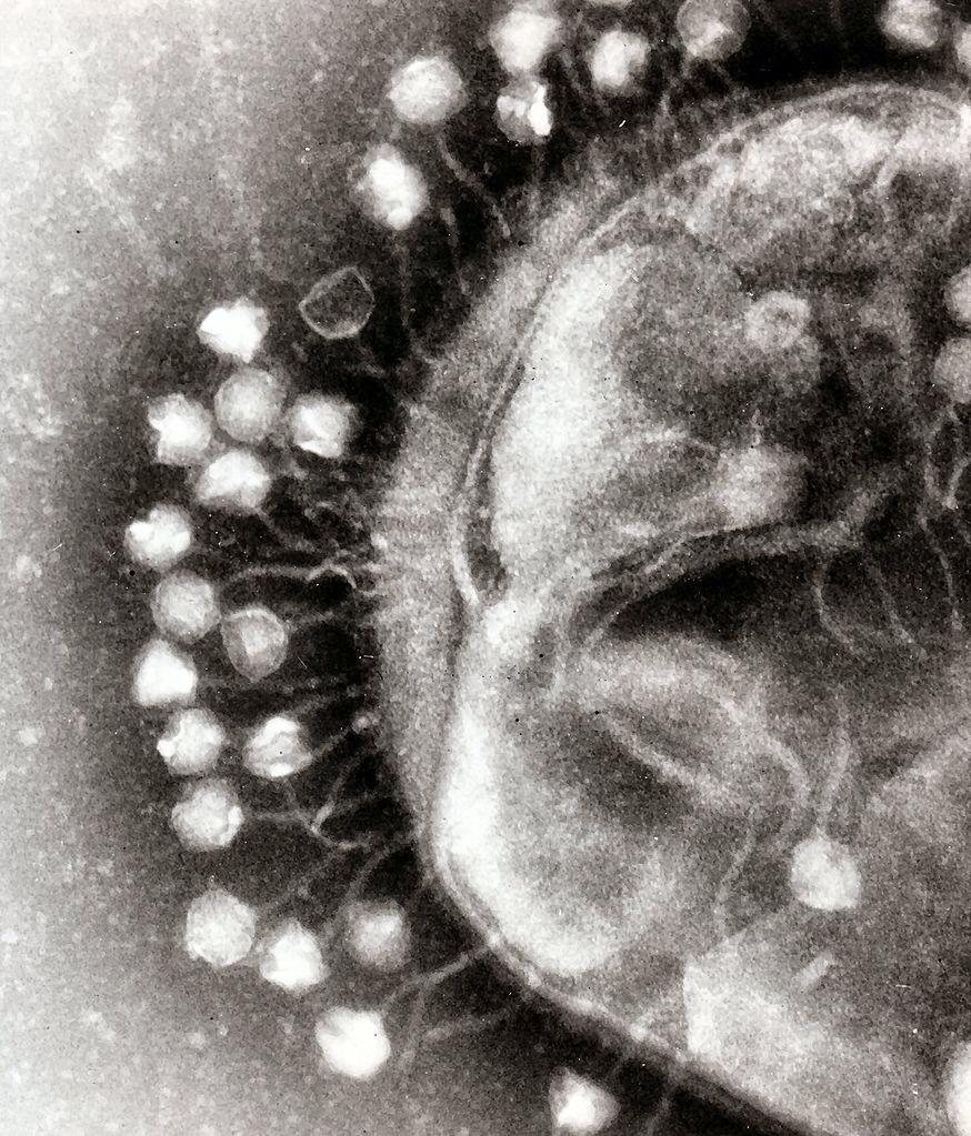 Magnetized phages show promise fighting biofilms