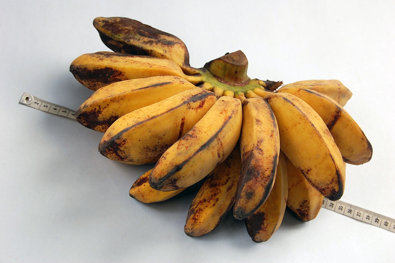 Enhanced bananas made to produce vitamin A