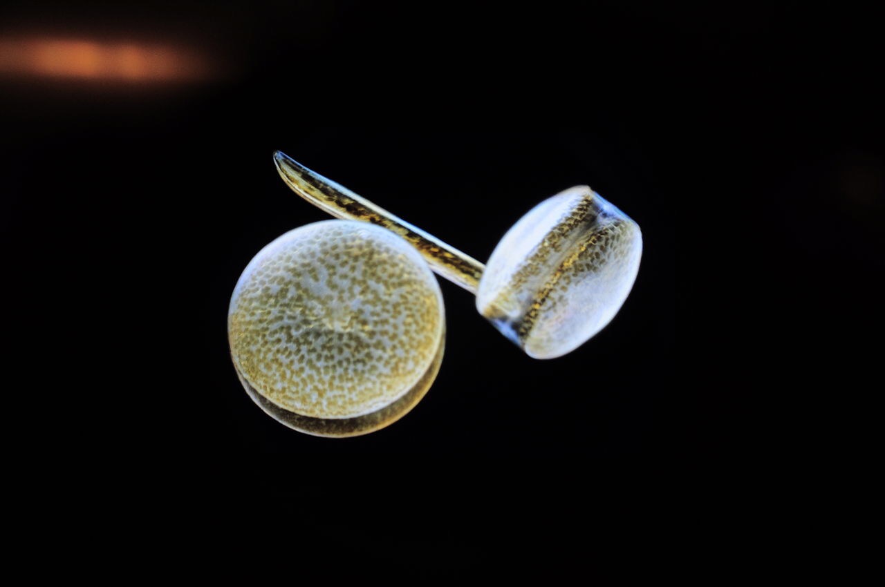 Rest easy, diatoms have sex too
