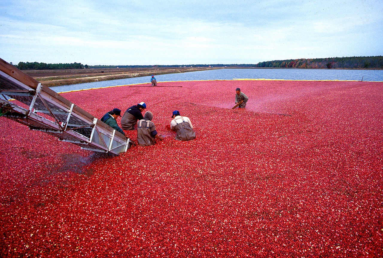 Cranberries make the case for prebiotic benefits