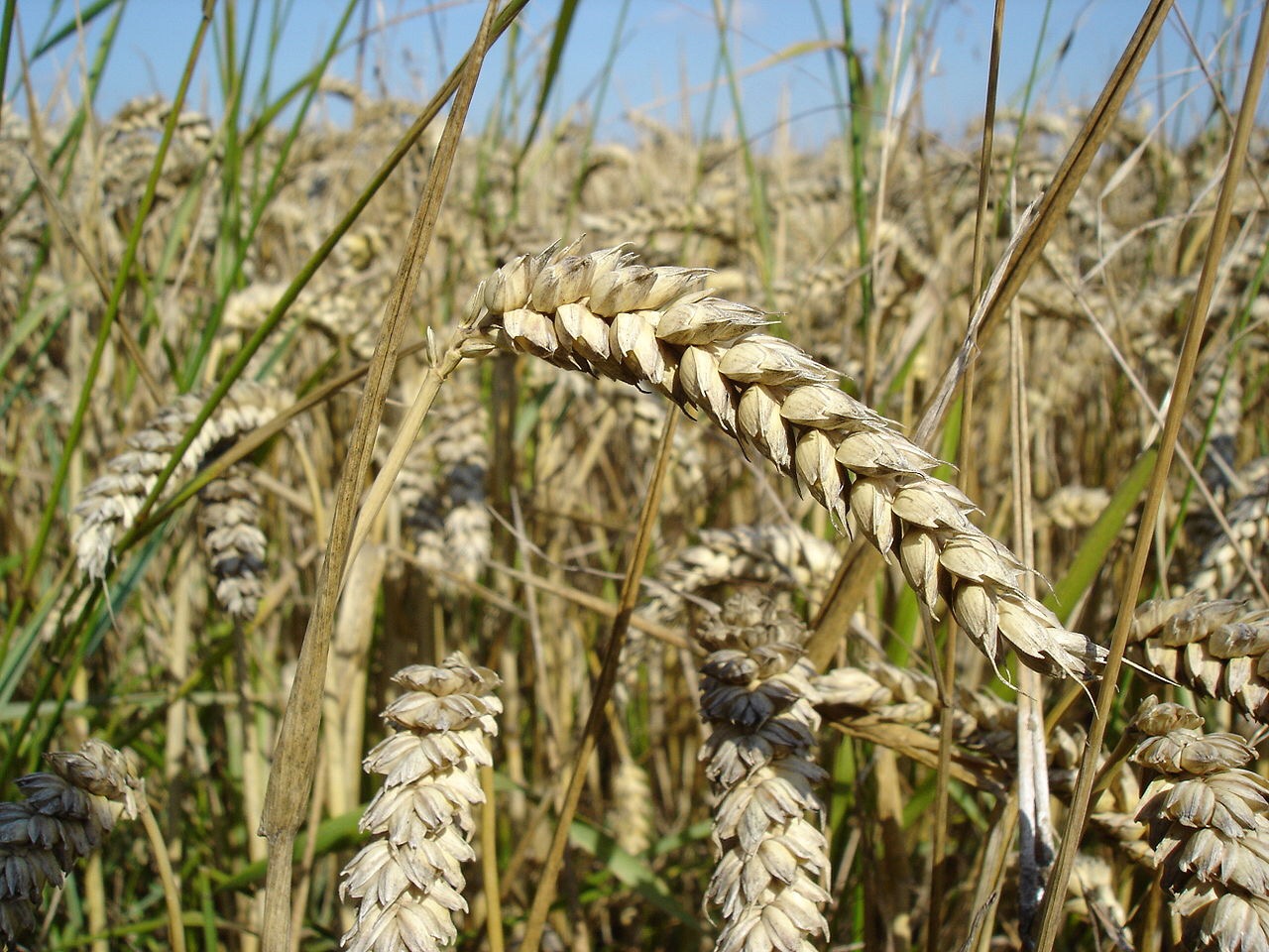 The Romans were right when it came to wheat crops and rainfall