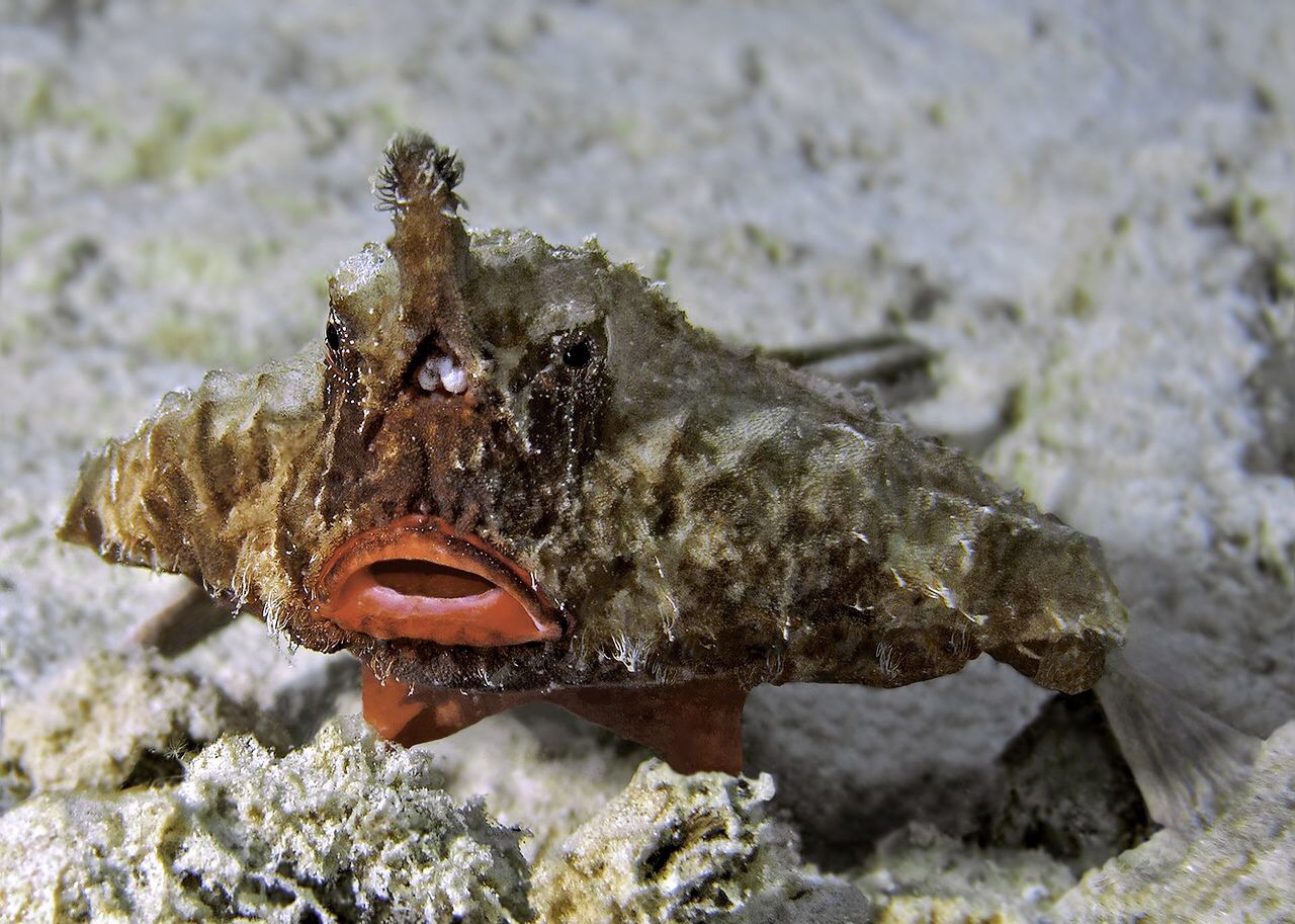 There’s still time to save the Gulf of Mexico’s coral communities