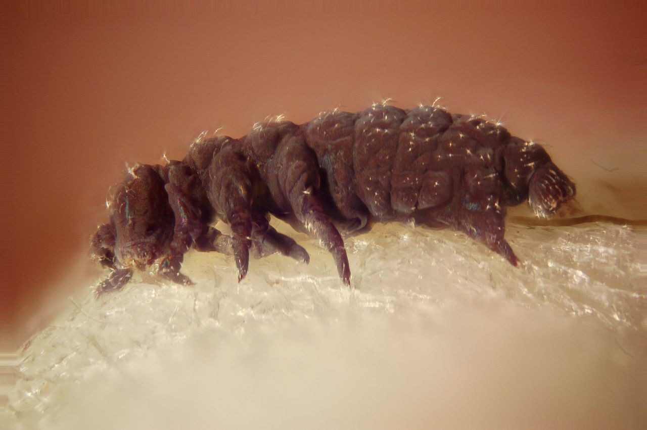 At some point, we’ll wish we were tardigrades