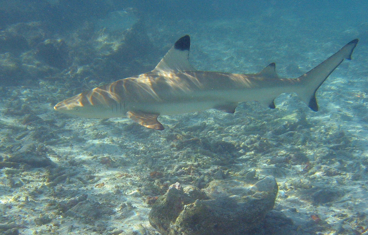 Sharks are integral to healthy coral reefs