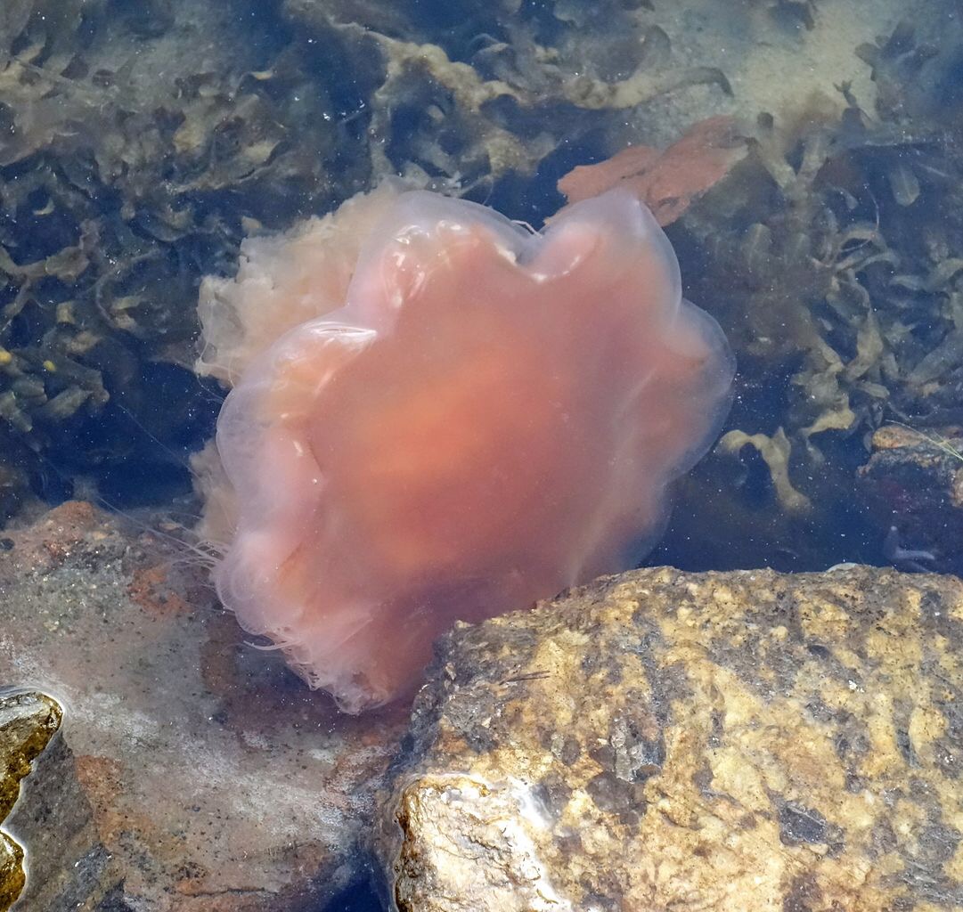 Jellyfish sting treatments differ dramatically 