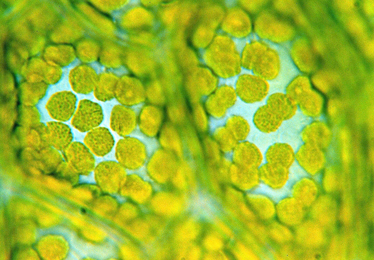 Researchers chart the lineage of chloroplasts 