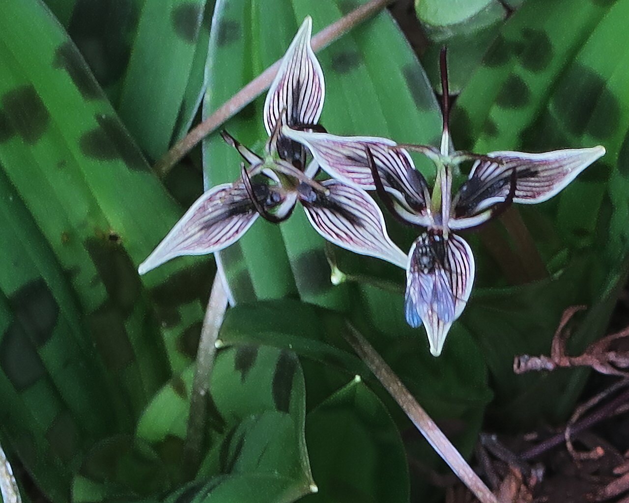 New method of surveying animals in the wild involves carrion flies