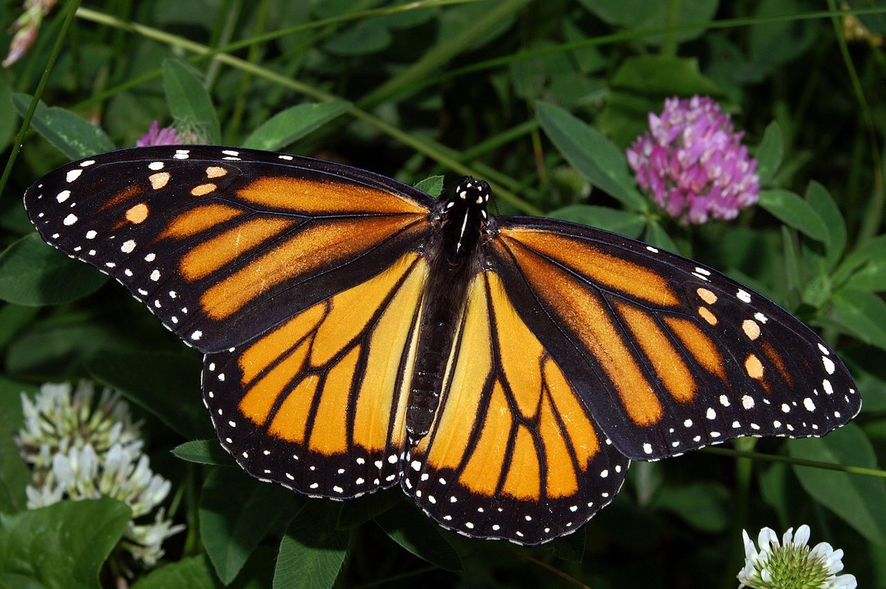 A gene is responsible for the wonderful patterns on butterfly wings