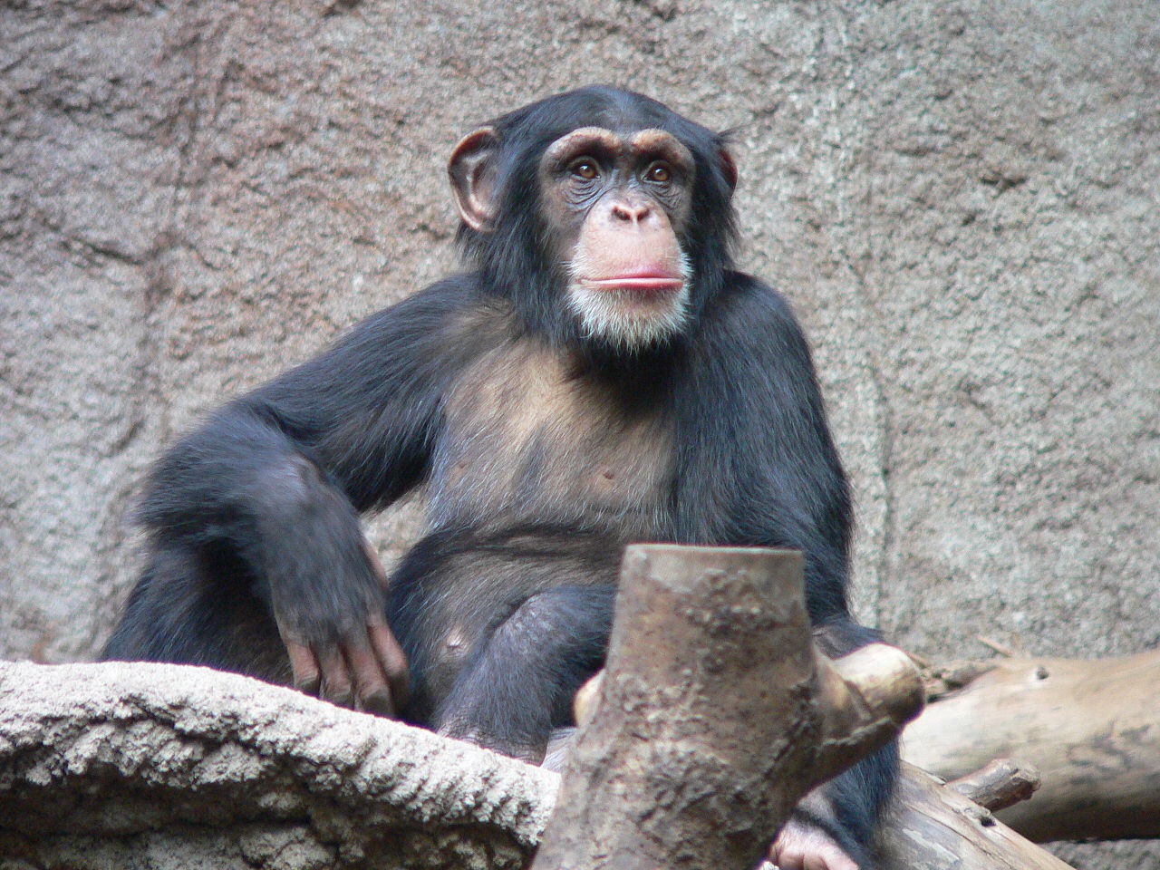 Monkey metacognition is strikingly similar to humans