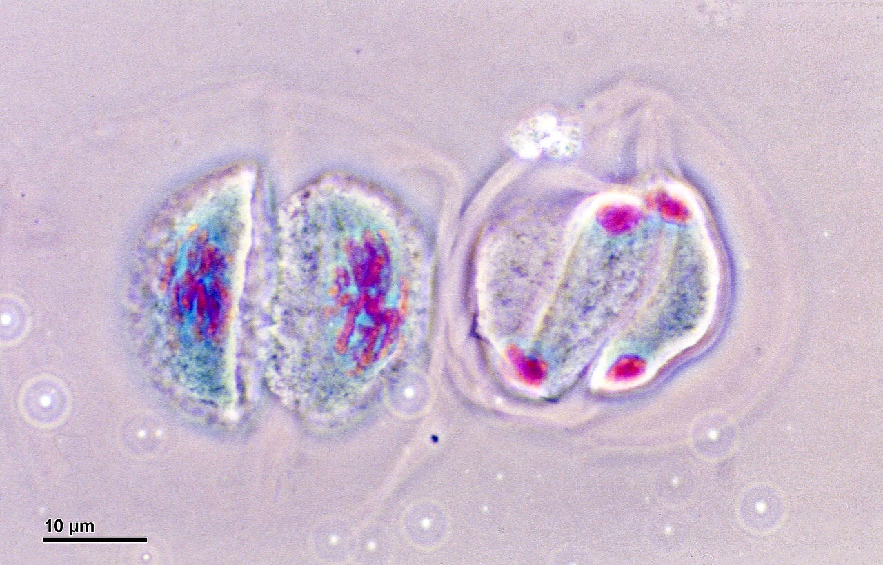 Turns out, genes aren’t so silent during replication