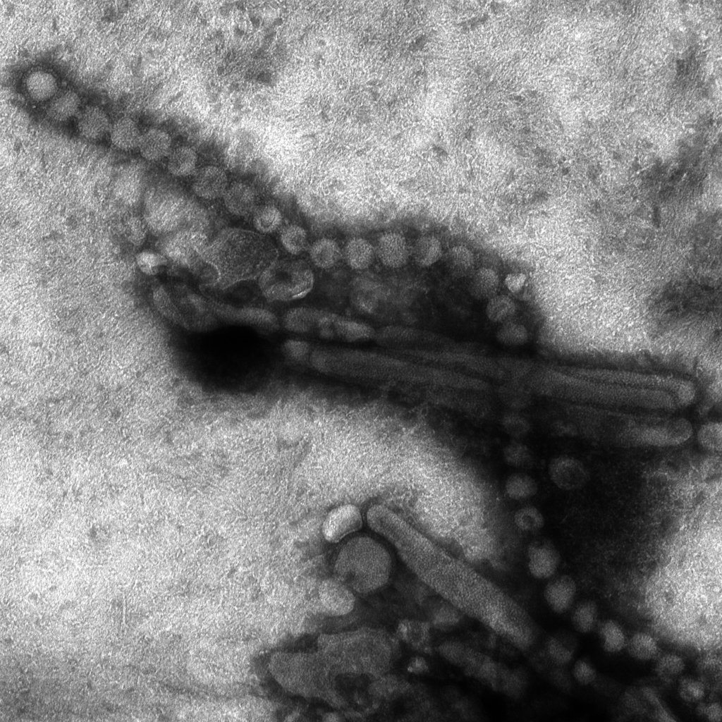H7N9 flu virus need careful monitoring 