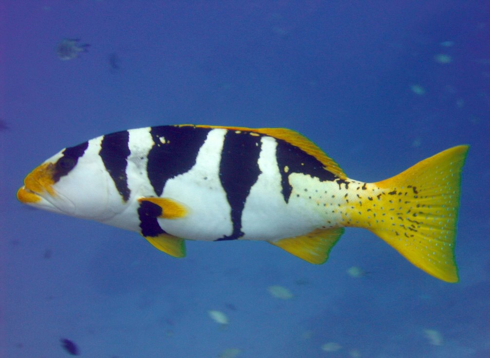 Fish have genes that control their behavior… really…