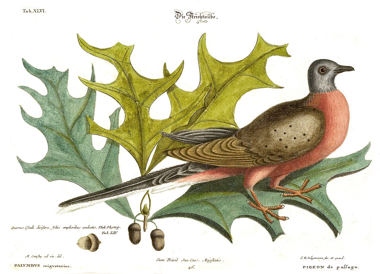 Strong selection for good genes a double edged sword