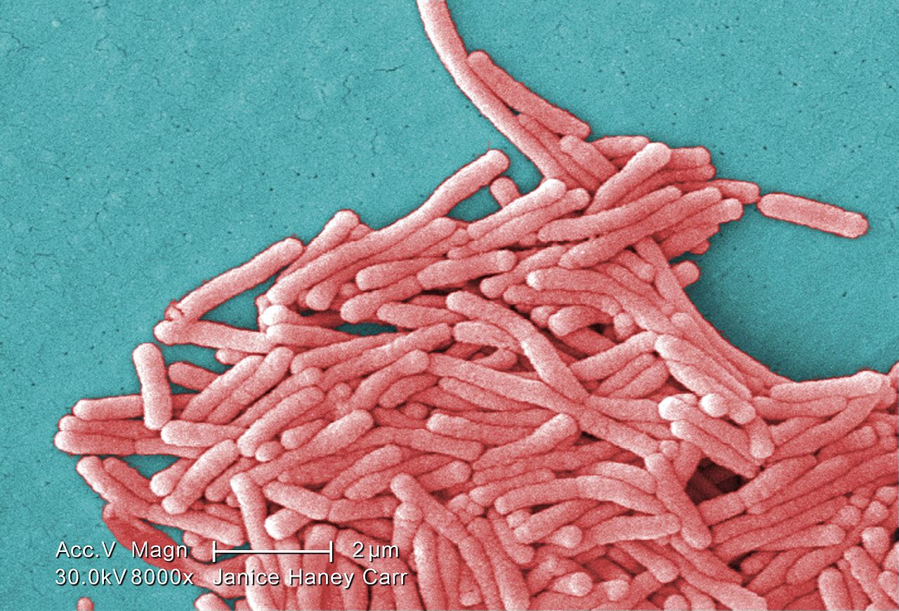 Immune system targets bacterial flagella to ID them