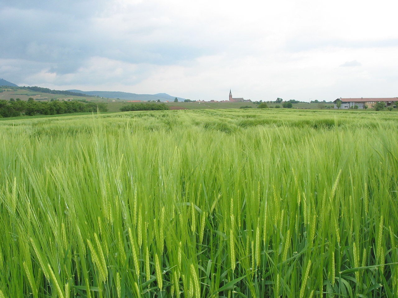 Nobody knows what climate change will do to the world’s crops