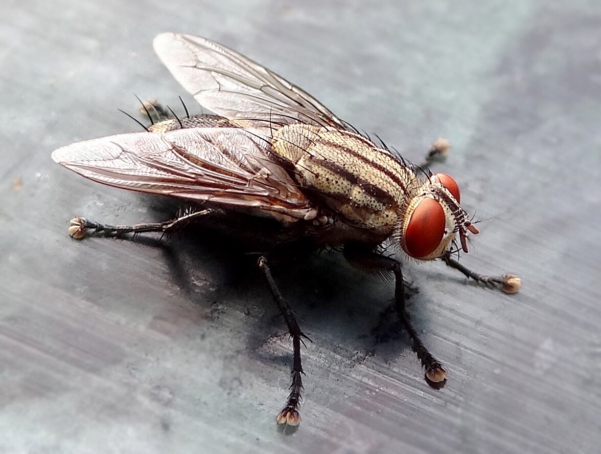 Flies are perfectly designed disease carrying machines