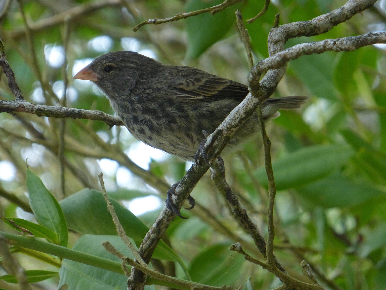 Darwin meets Sesame Street with new finch species