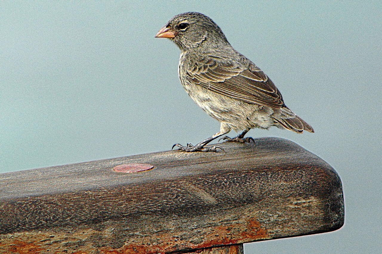 Chinese scientists overturn long held explanation of feather durability