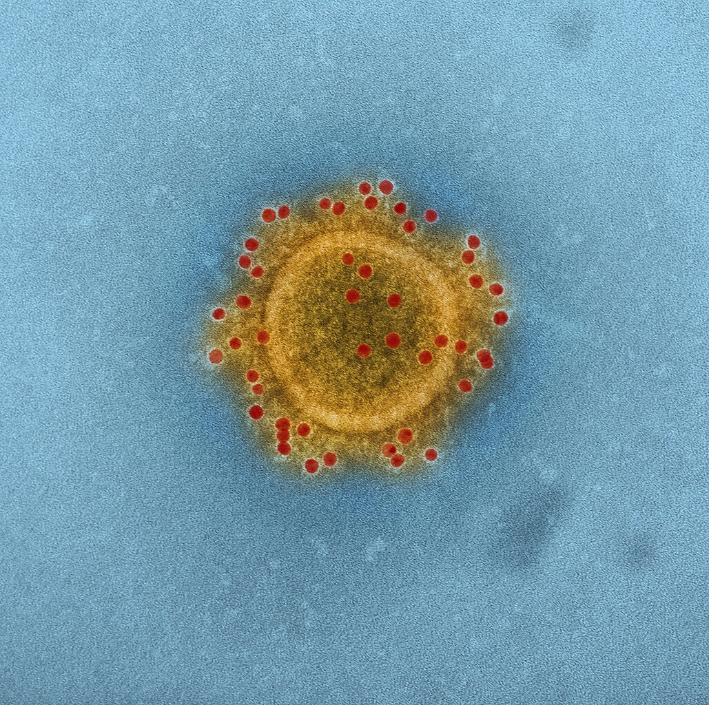 Cattle-based MERS treatment shows promise