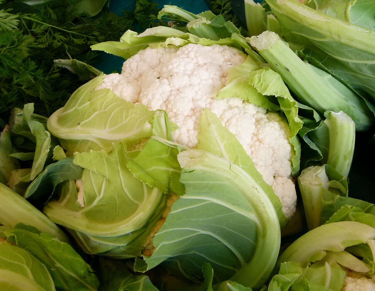 Ag scientists hope to make plants in the cauliflower family disease resistant