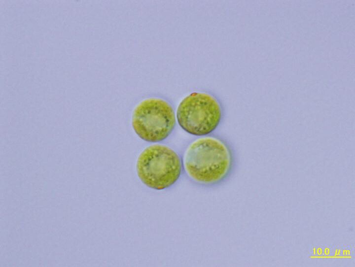 Tackling the mystery of multicellularity four cells at a time