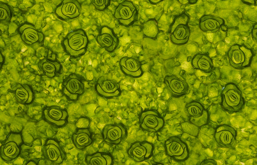 Manipulating photorespiration boosts crop productivity
