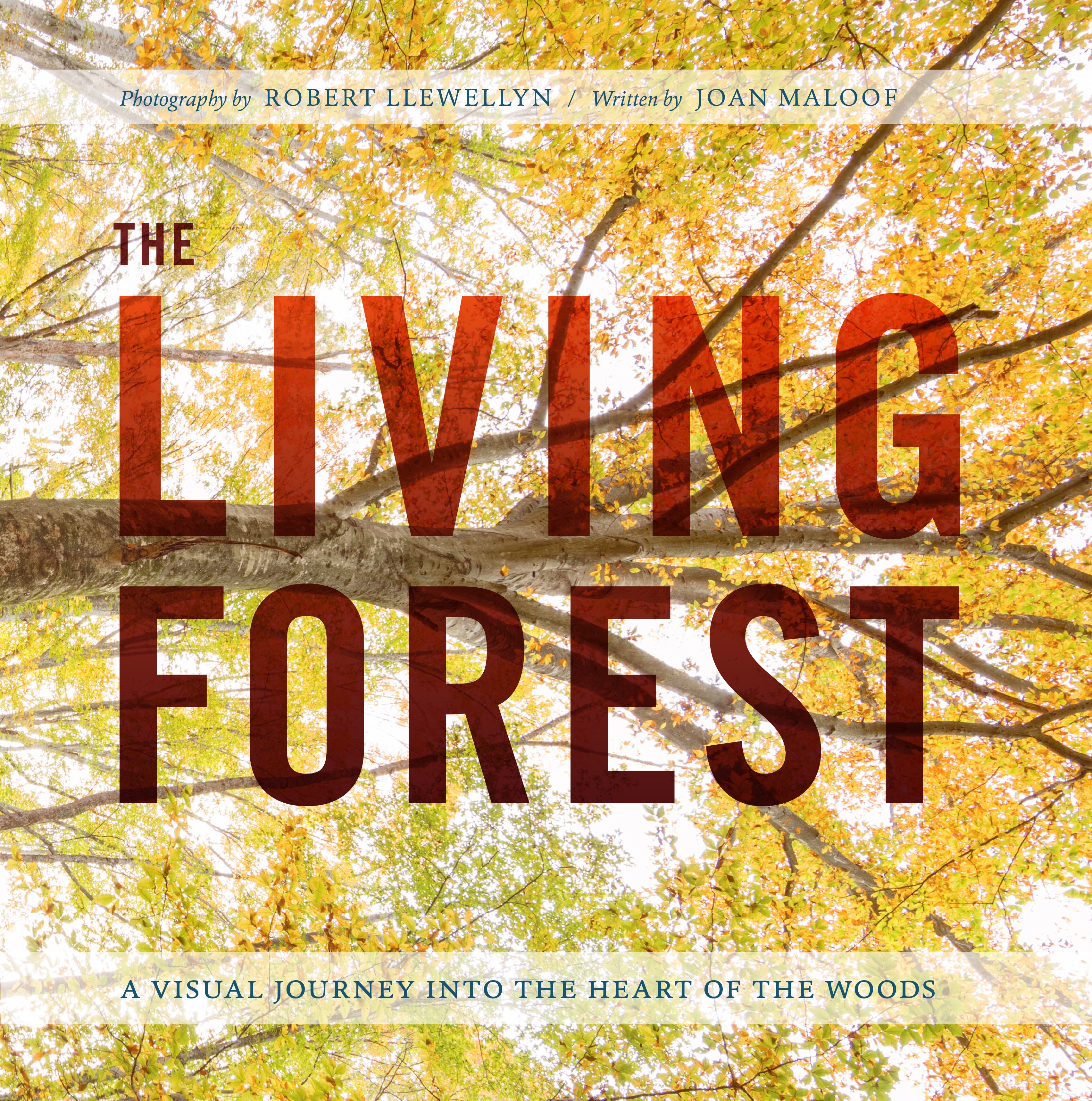 The Living Forest (Gallery)