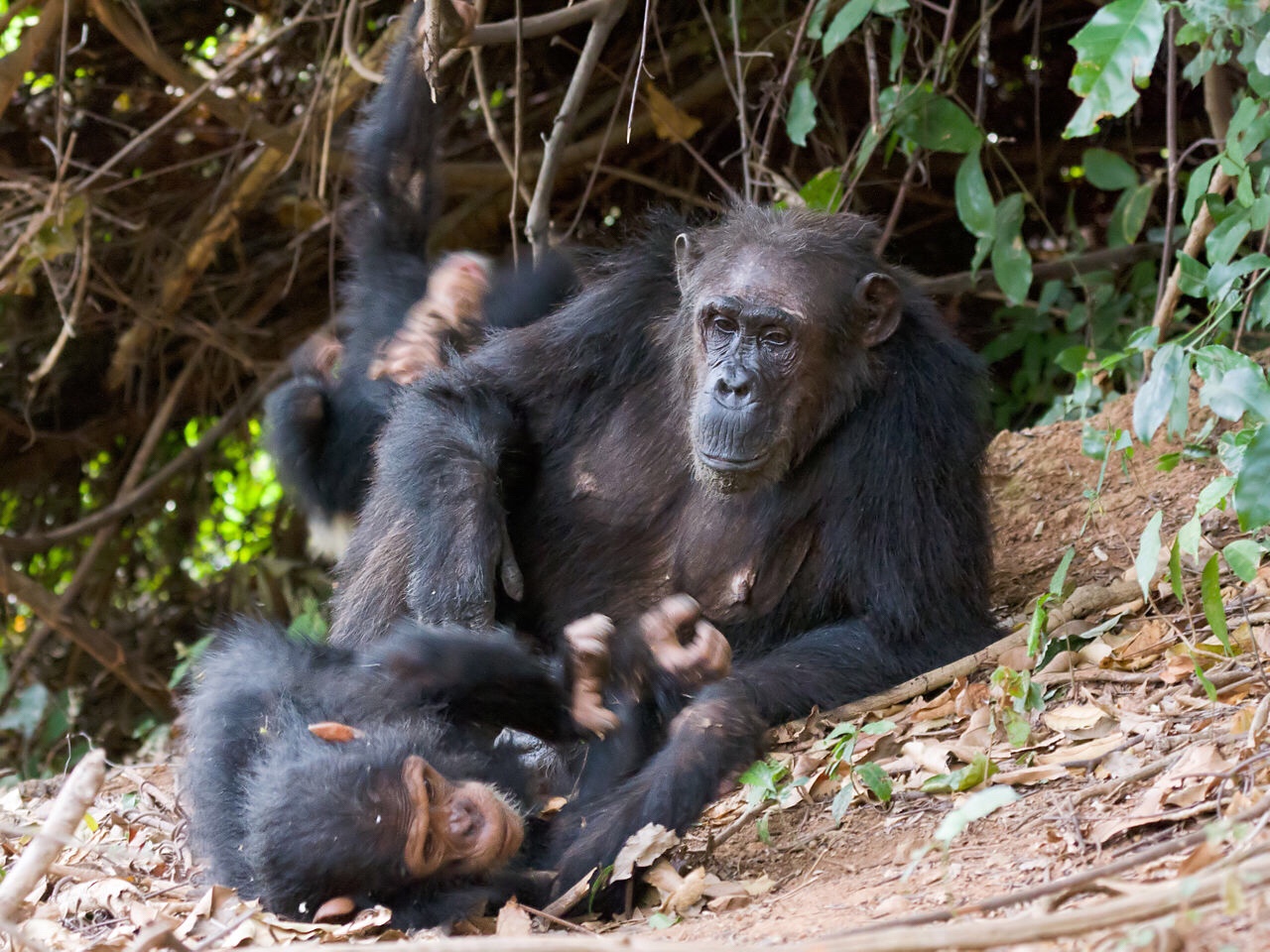 When chimpanzees share a meal, it’s usually with friends and family