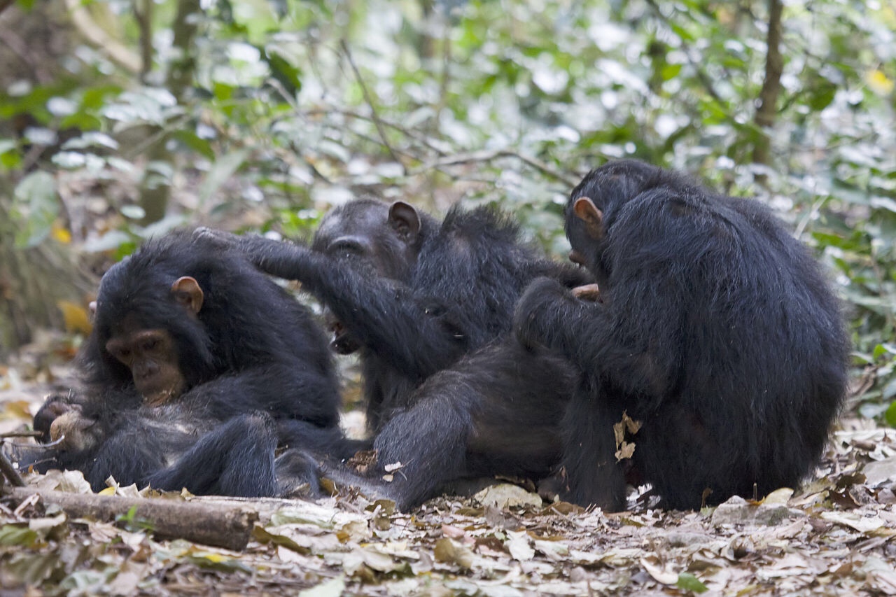Conservationists have made a priority list. Should they have?