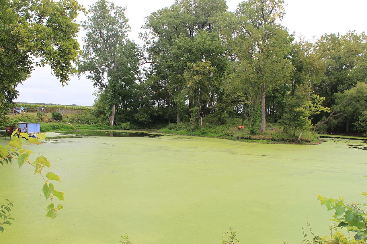 Algal blooms harm the environment by releasing toxins