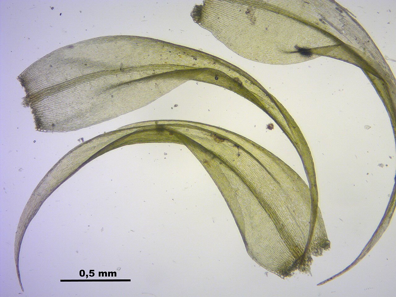 This moss may end up being a huge weapon against pollution