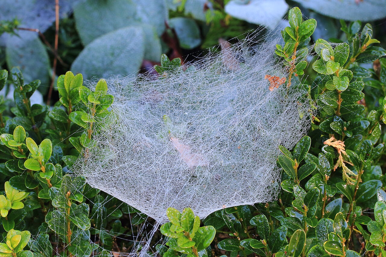 The secret behind spider silk strength
