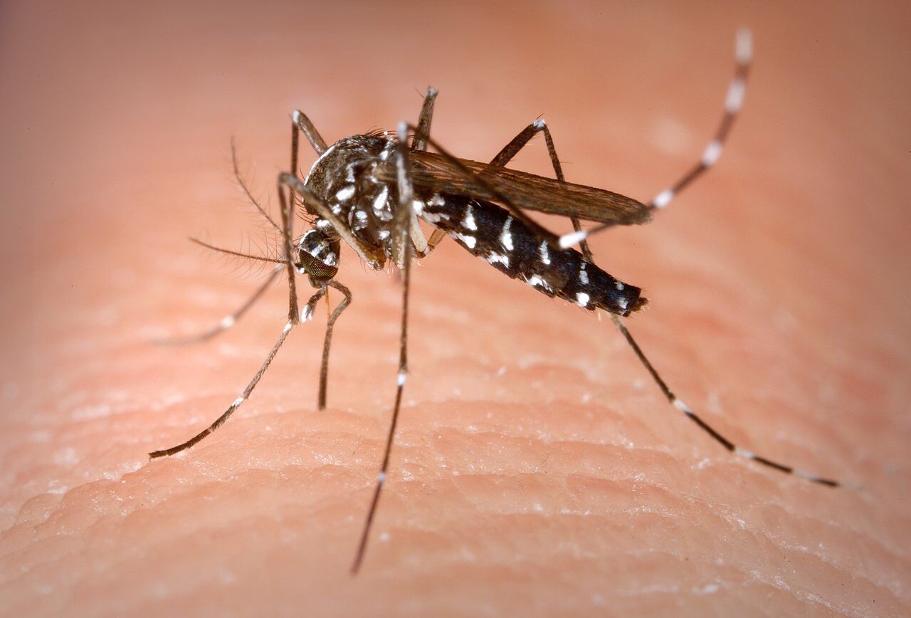 Tiger mosquitoes are on the global march, increasing the risk of disease