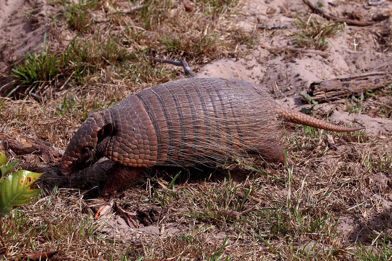Armadillos are major sources of leprosy