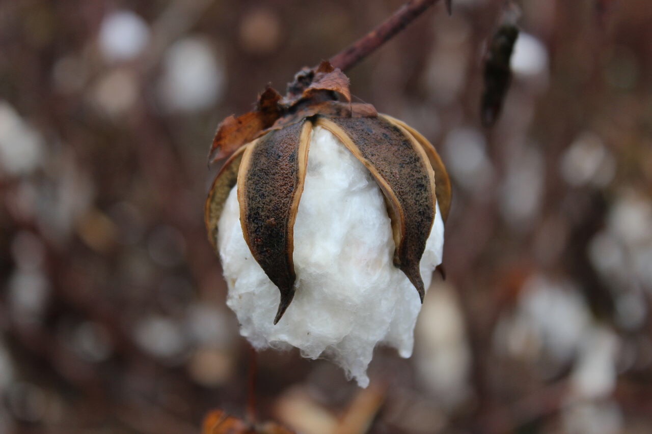 Cotton textile production in medieval China unravelled patriarchy